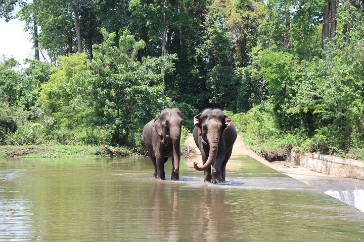 Yok Don National Park