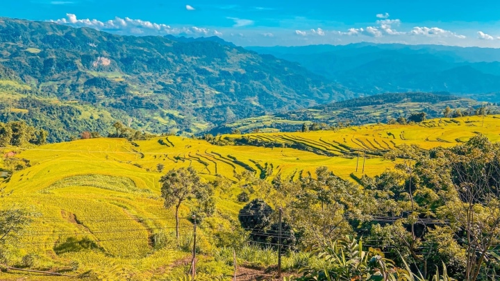 Bright yellow colors on September and October days in a corner of Hong Thai.