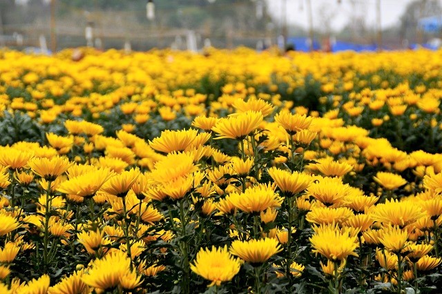 Me Linh Flower Village