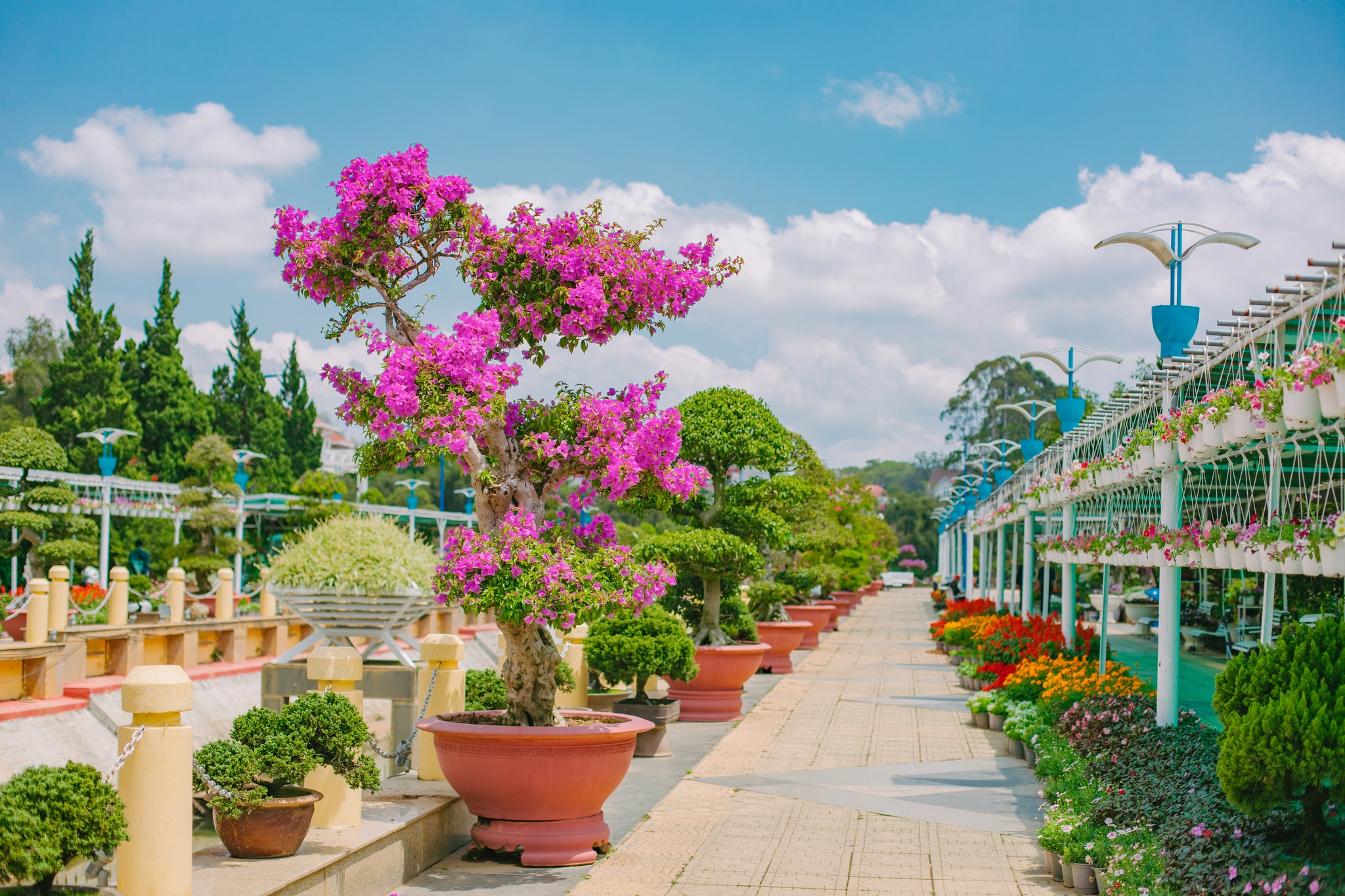 Dalat City Flower Garden