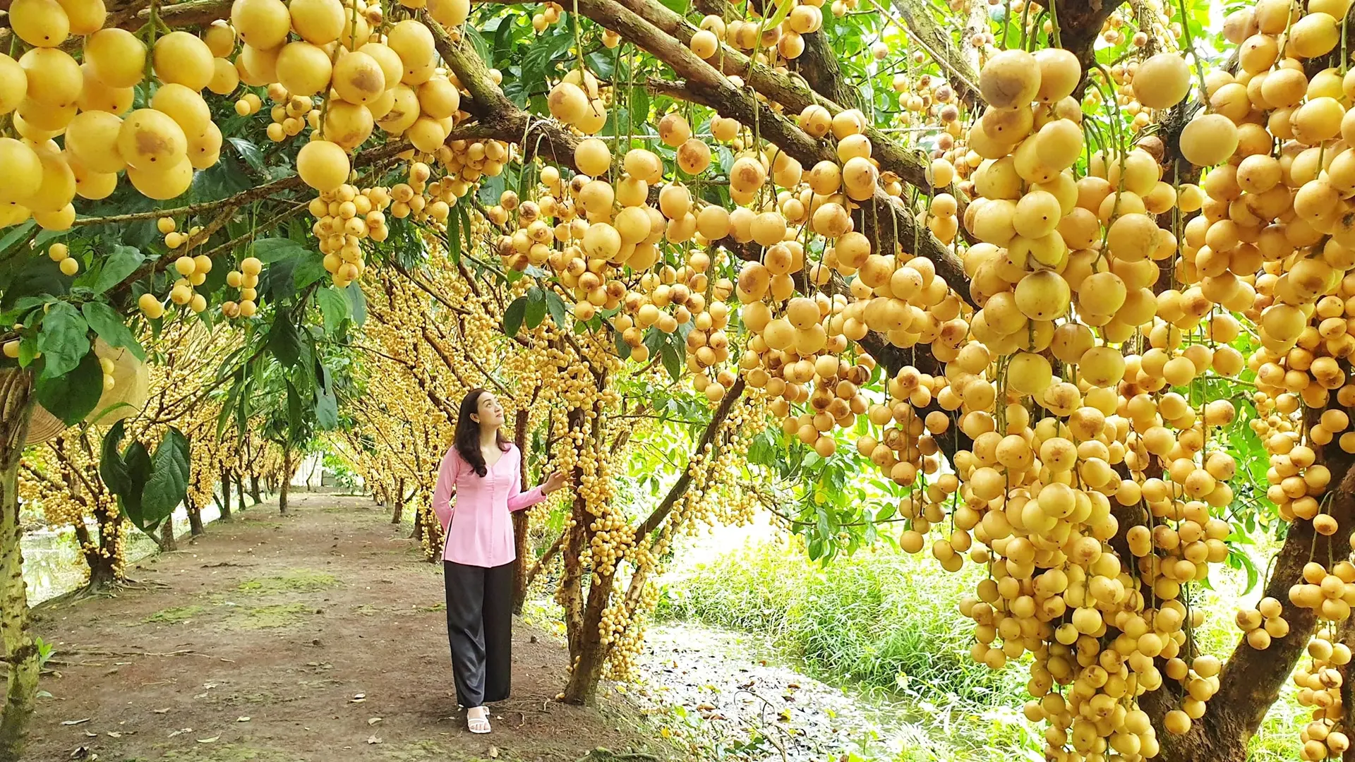 This place is built in a rustic western style with a garden planted with many types of fruit trees such as Taiwanese mangoes, star apples, rambutans,...