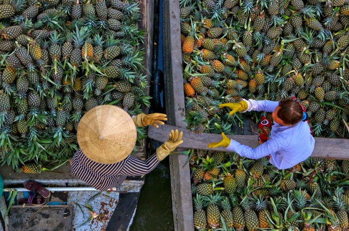 Cau Duc Pineapple Field