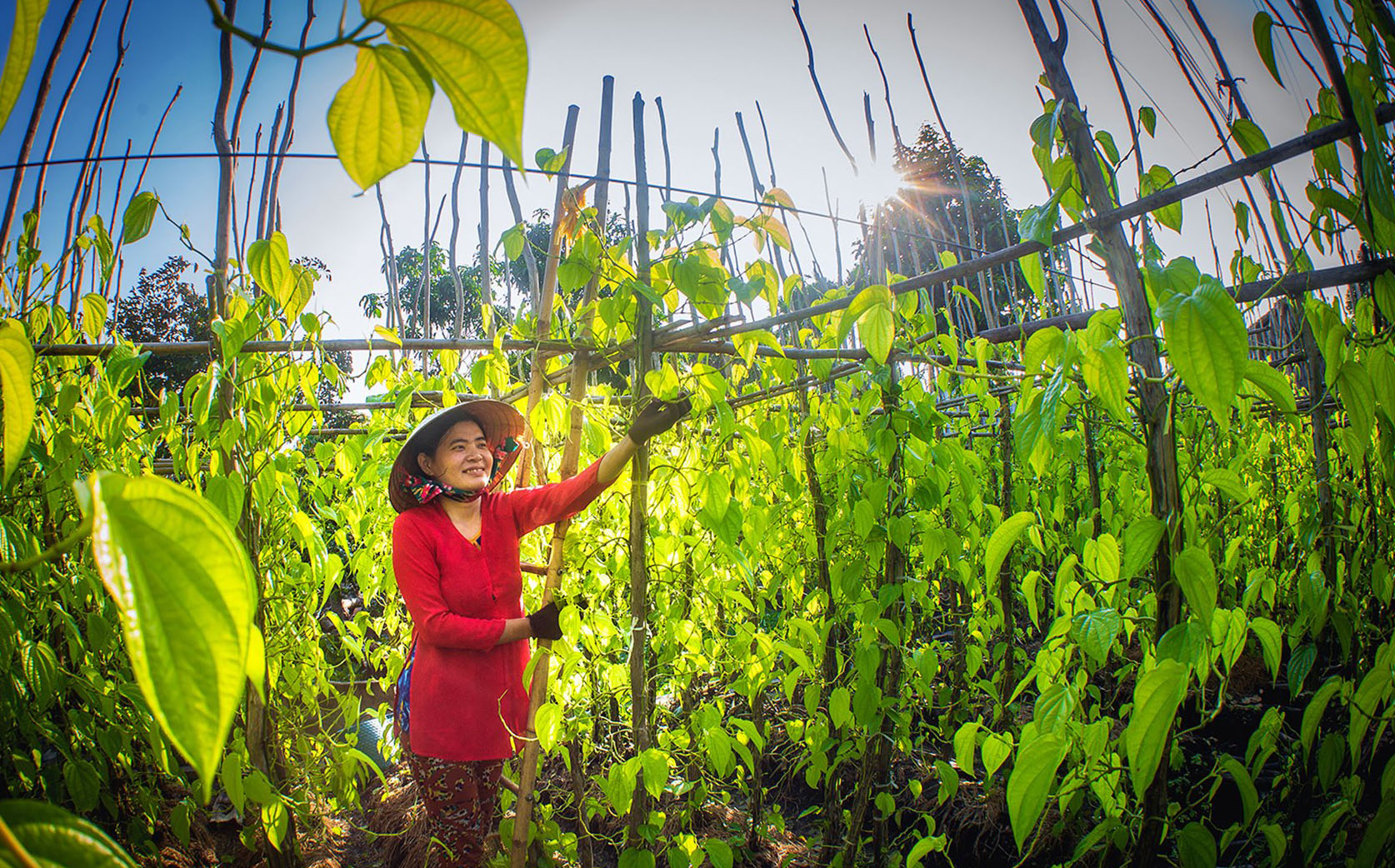 Vi Thuy Betel Village: Preserving Tradition in the Mekong Delta