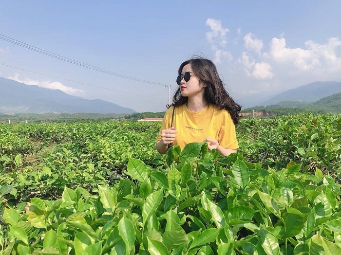 Quyet Thang茶山的清新绿景成为美丽的摄影背景