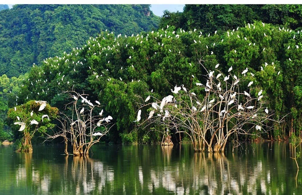 Mangrove Forest eco-tourism area