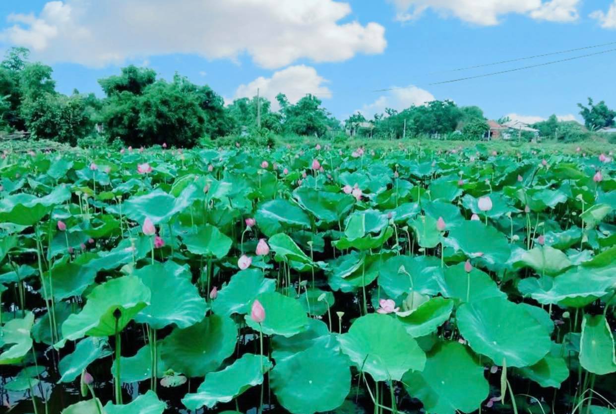 Trằm Trà Lộc