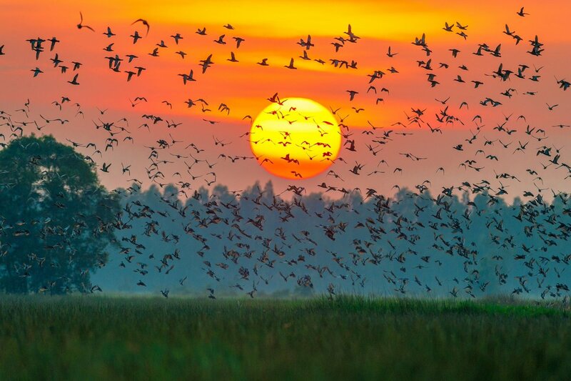 Bird Garden