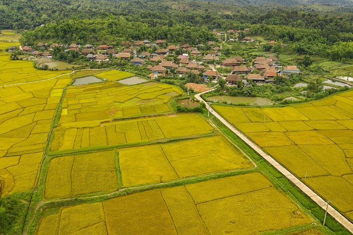 稻熟时节车灿村的美景。