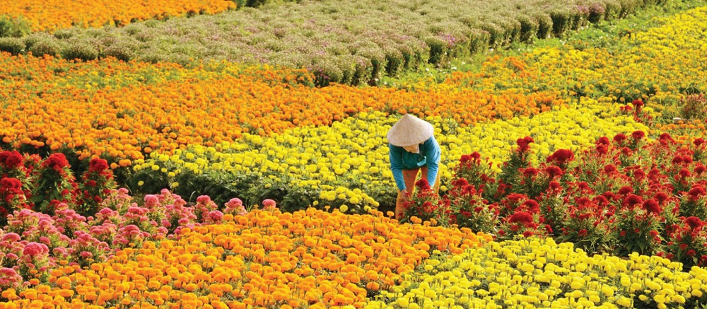 Ba Bo flower village