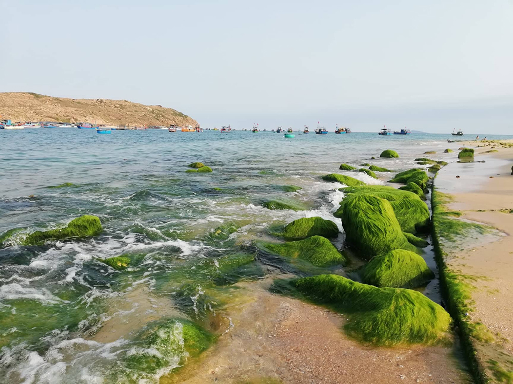 仁海苔藓海滩