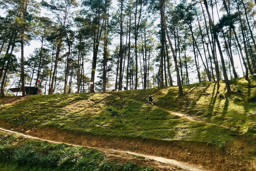 Yen Minh pine forest