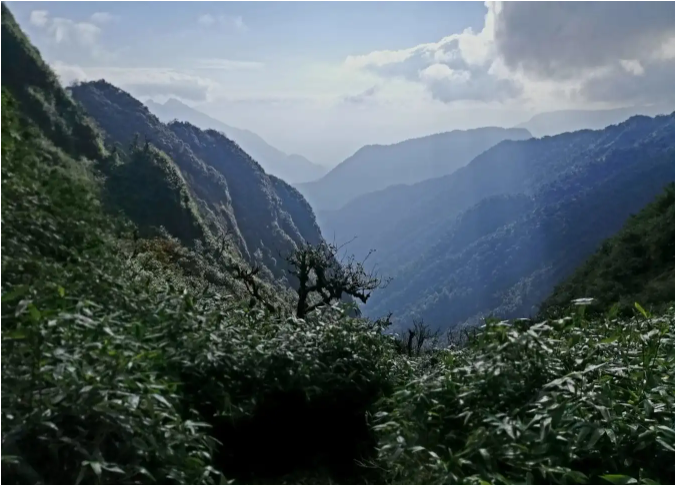 五芝山依然狂野雄伟，植被极其丰富多样