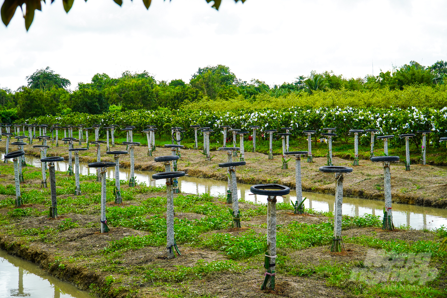 Song Hau Farm ecological area