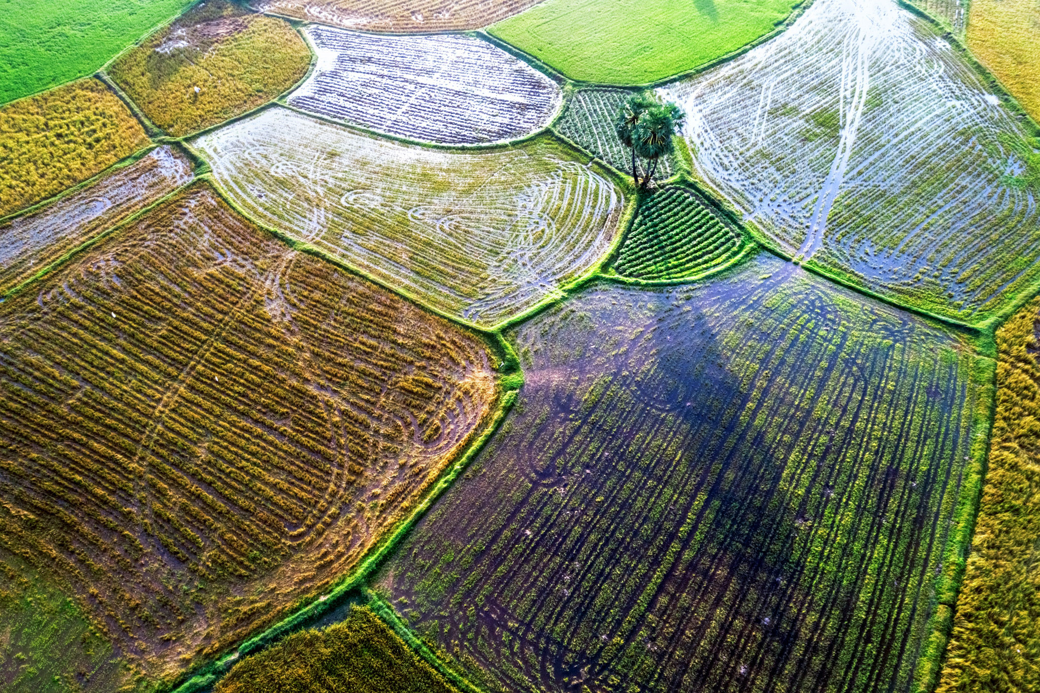 Cánh đồng Tà Pạ