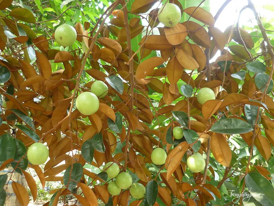 Vinh Kim fruit garden