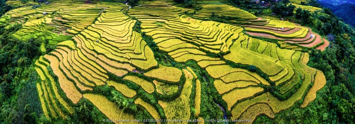 The ripe rice season in Hong Thai, Tuyen Quang is brilliant in a quiet, peaceful but no less attractive way.