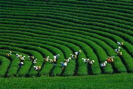 从高处俯瞰木州茶山的风景