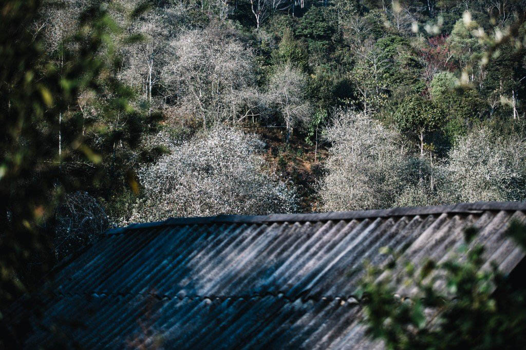 山罗州Cheu村枸杞花盛开