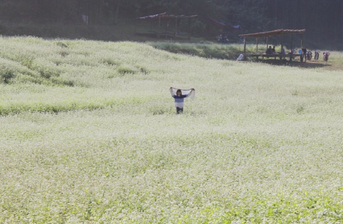 White buckwheat flowers bloom, creating a beautiful scene like standing in the middle of the cold European weather.