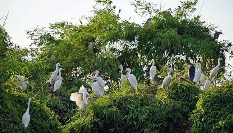 Co Lang Nam Island - The jewel of Thanh Mien Hai Duong