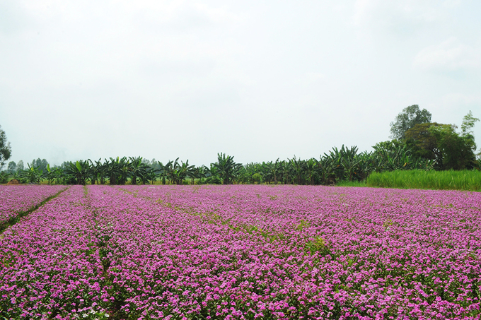 Cánh đồng Hoa Dừa Cạn Tím