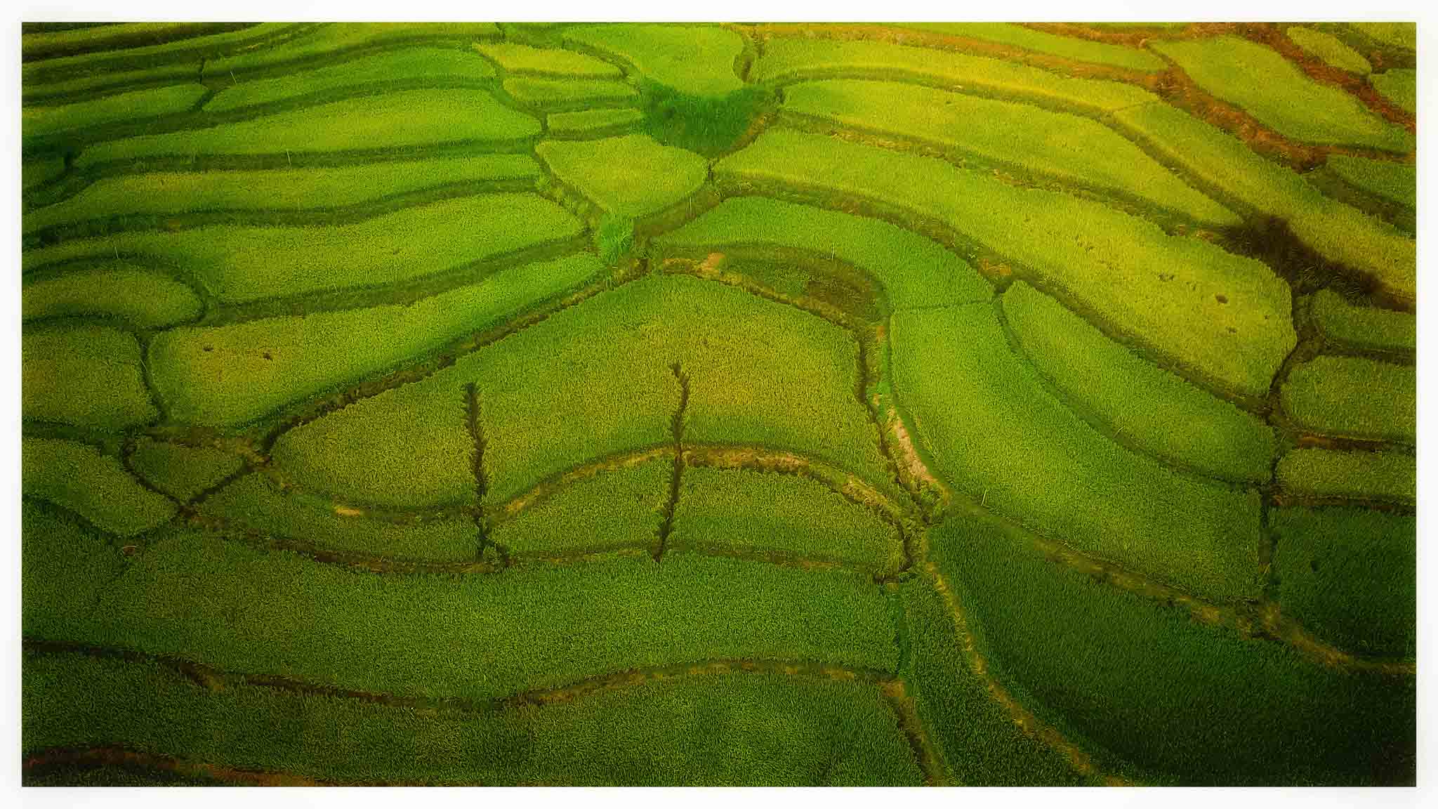 Surprise the beauty of terraced fields in Tuy An, Phu Yen