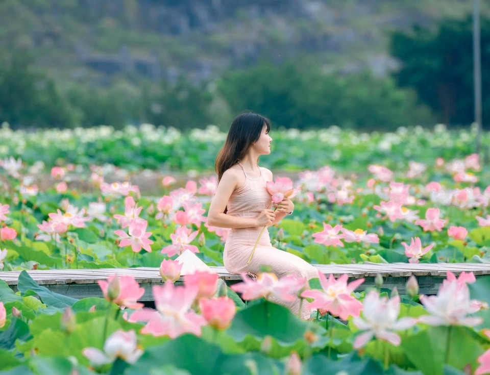 Lạc Vào Thiên Đường Sen Nở Rộ: Trải Nghiệm Tuyệt Vời Tại Mùa Sen Ninh Bình