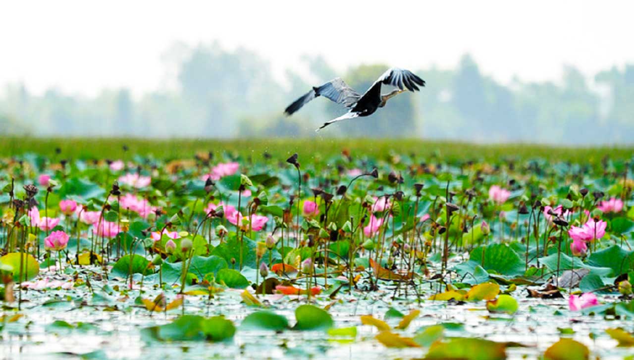 Beautiful view of lotus lake in Lang Sen wetland reserve