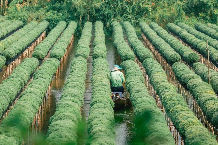 Trải nghiệm độc đáo tại làng hoa Sa Đéc, thủ phủ hoa miền Tây