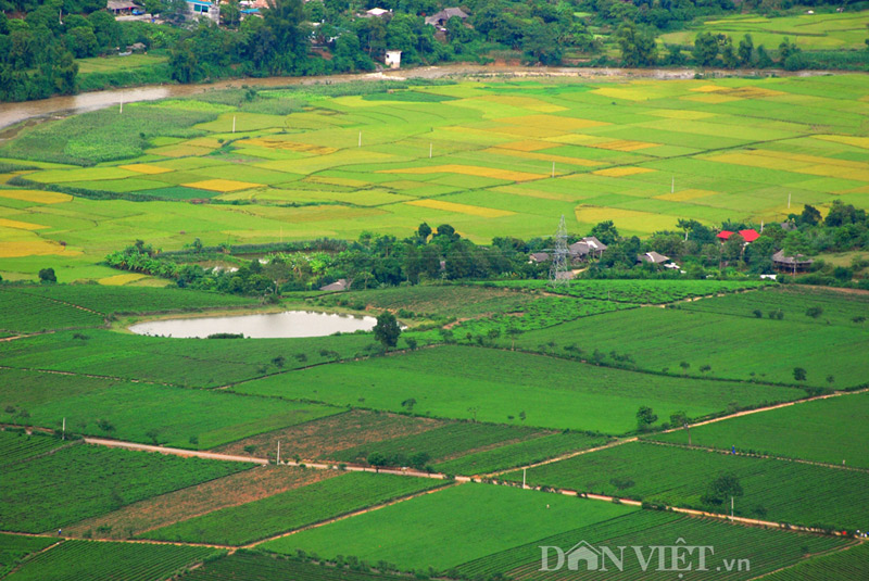 Muong Lo fields