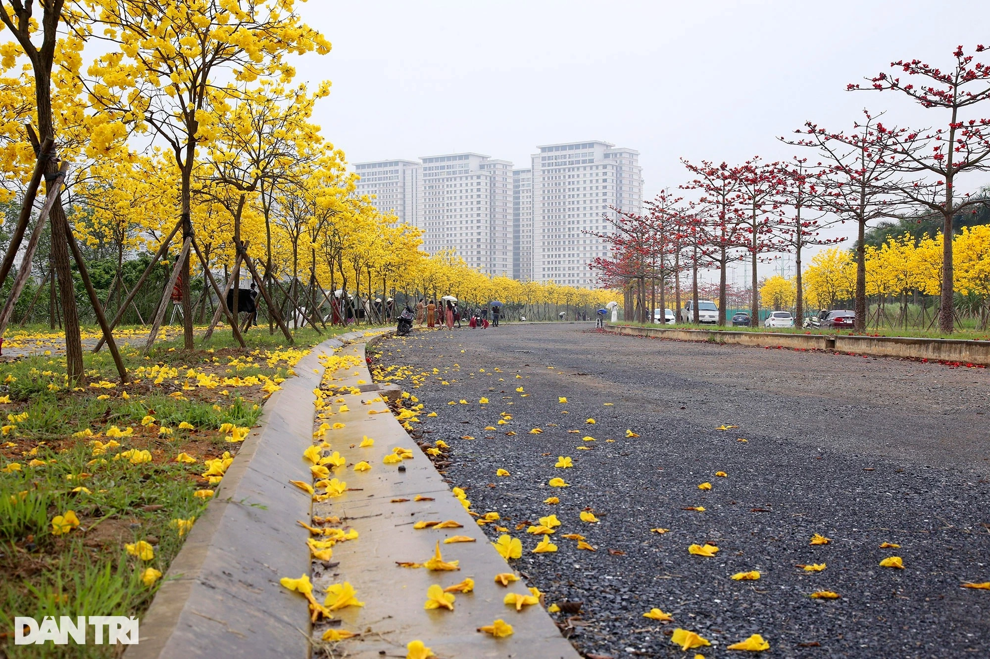 ハノイ郊外の真っ黄色の鐘の花が咲く道路が「インターネット嵐」を引き起こす