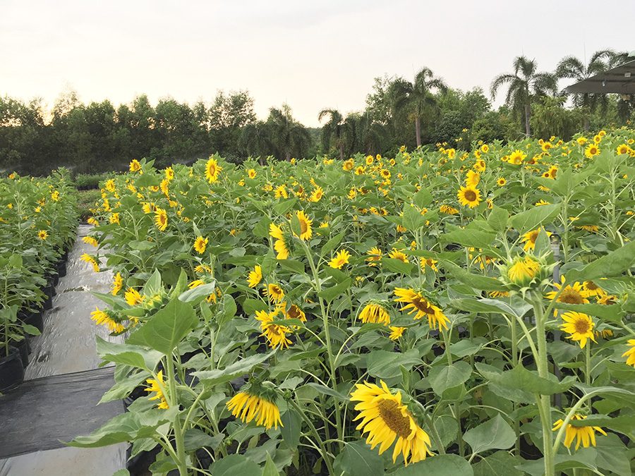 Vườn hoa được chùa Tây Pháp chăm bón kỹ lưỡng, mùa nào cũng có hoa tươi nở rộ