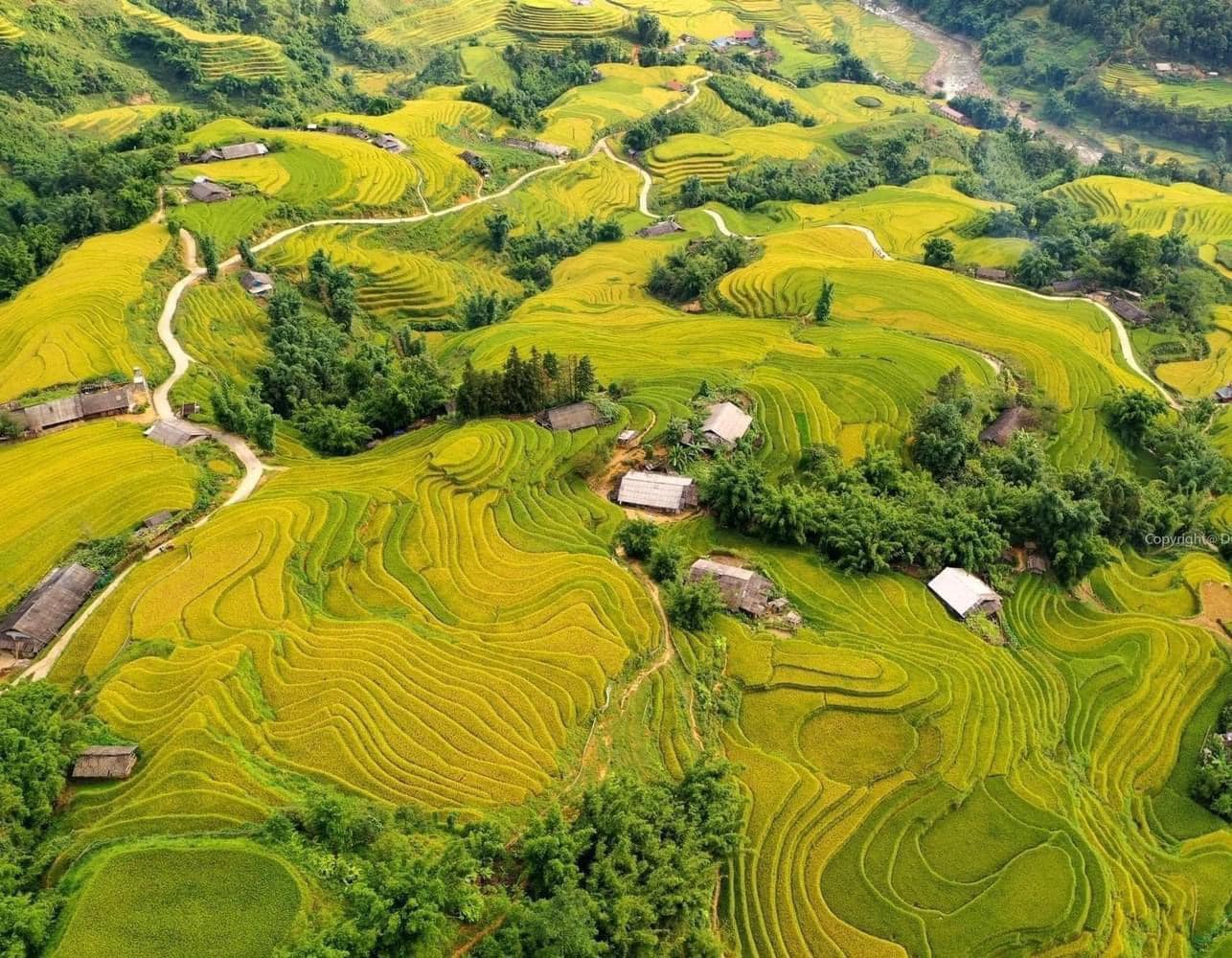 Ngắm ruộng bậc thang mùa lúa chín ở vùng núi Tây Bắc