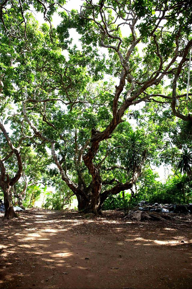 Ancient longan garden