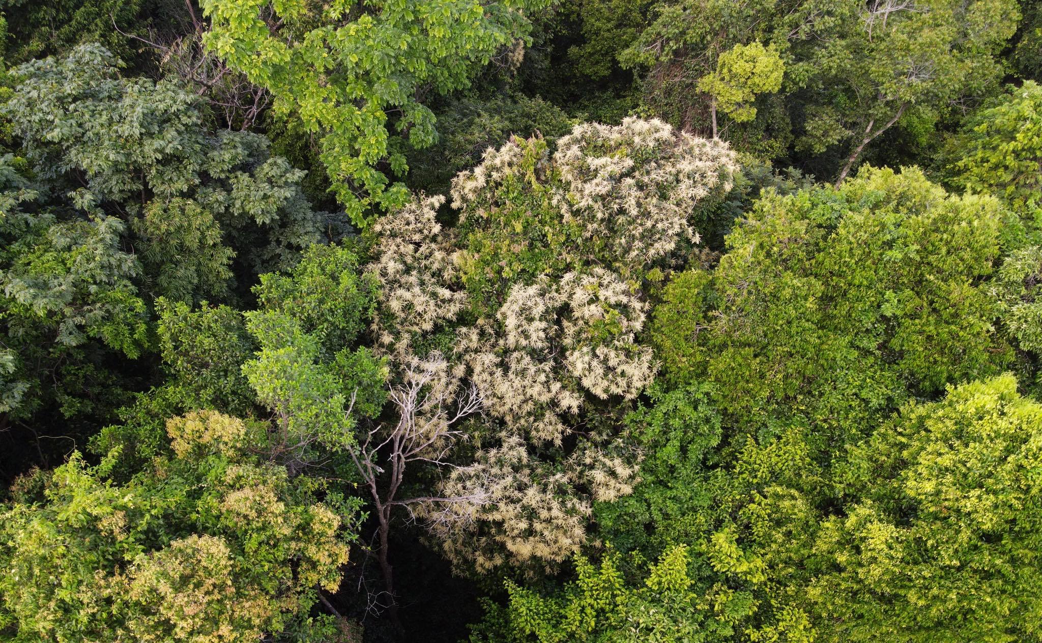 Ru Linh primeval forest