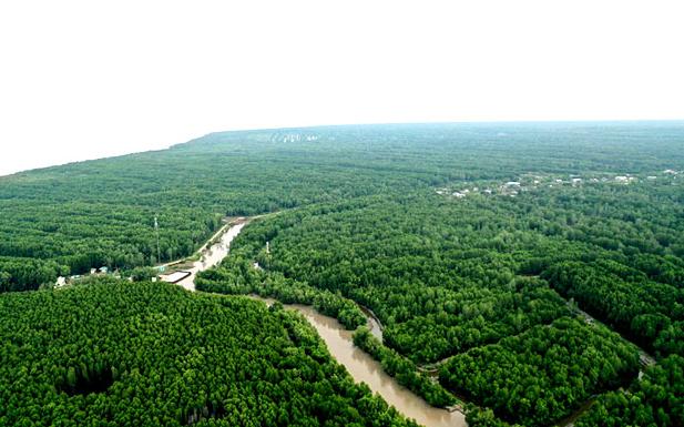 Nam Can Mangrove Forest brings a lot of economic value to Ca Mau