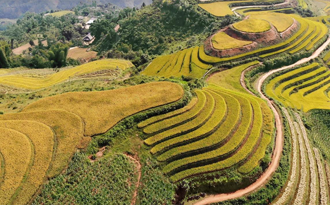 水稻成熟时节，Phong Du Thuong 梯田的美丽景色。