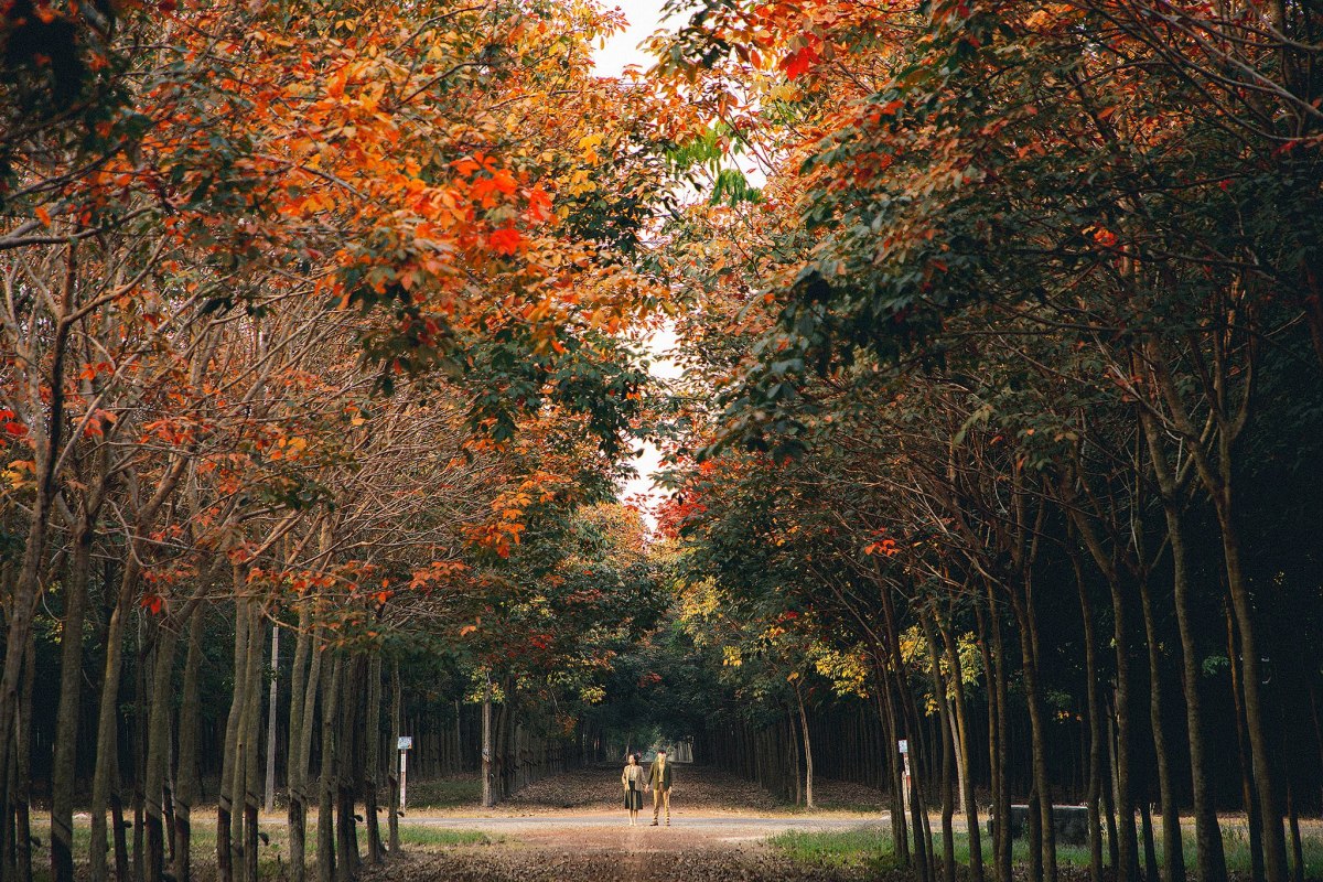 Bu Dang rubber forest