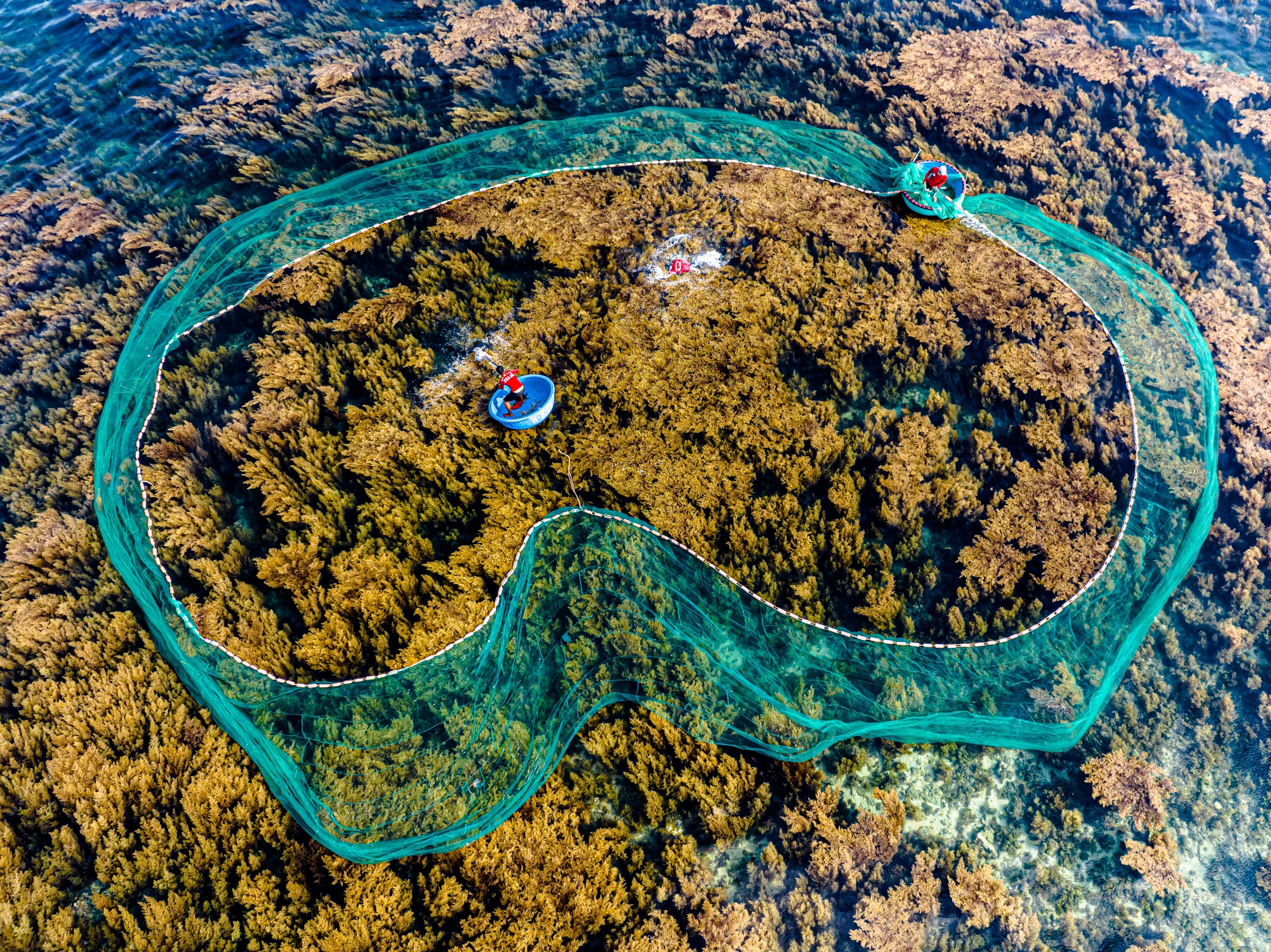 Explore the picturesque seaweed forest in Nhon Hai fishing village