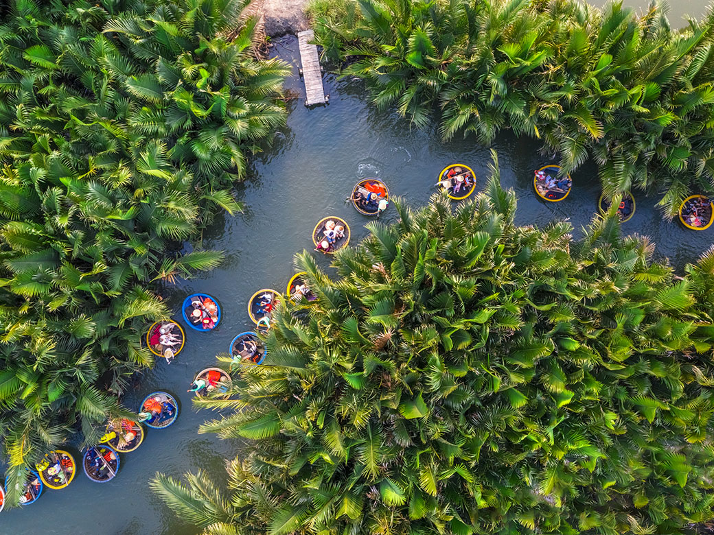 Seven-acre coconut forest