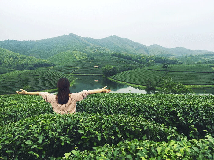 Tan Cuong tea hill