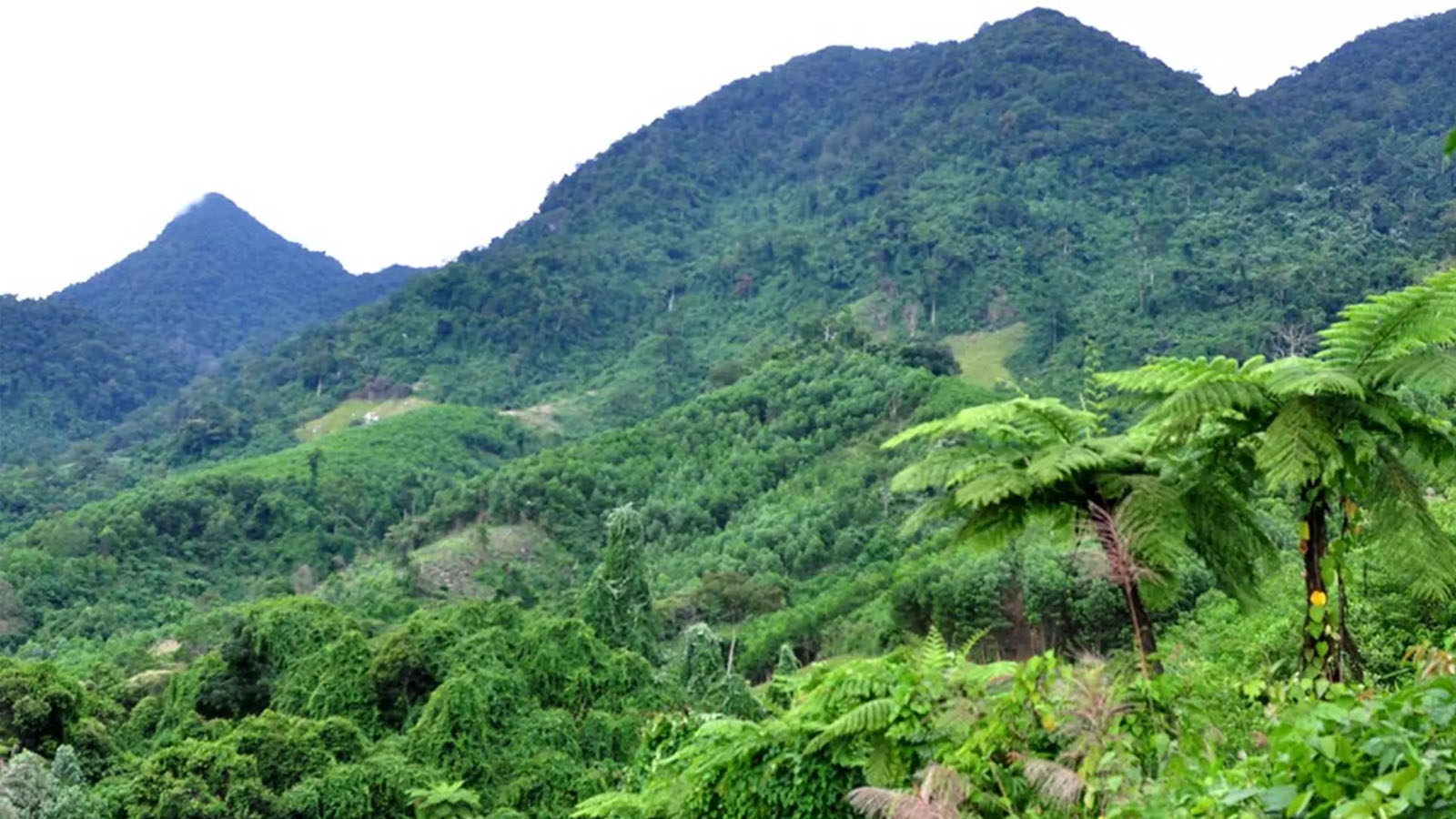 Ca Dam 山被认为是广义省的屋顶，海拔 1,413m，游客经常选择这里作为理想的云狩猎地点。