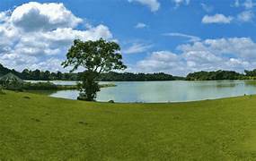 Picturesque young grass in Tri An Lake