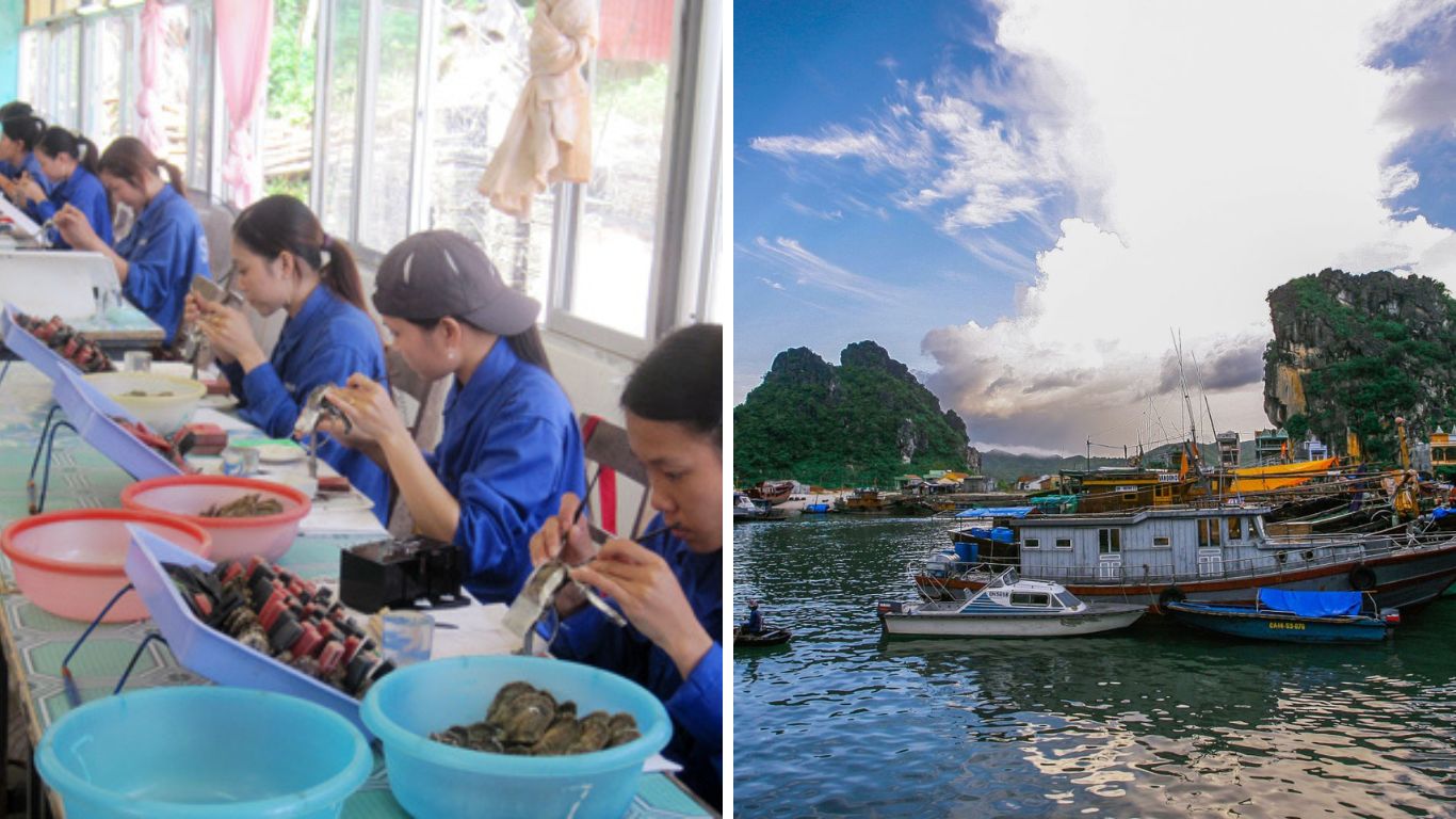 Làng Ngọc Trai Vân Đồn: Nơi Vẻ Đẹp Của Biển Kết Tinh Thành Ngọc Quý