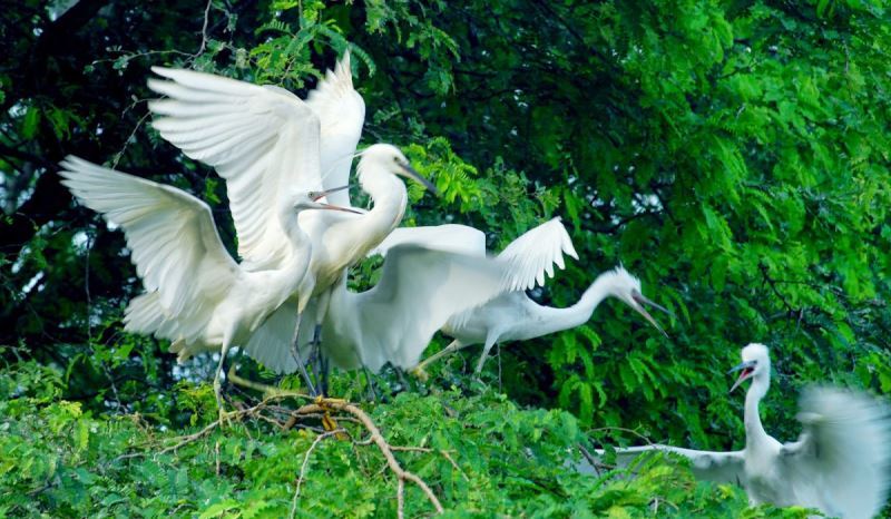 Bac Lieu Bird Garden: Home to Thousands of Rare Bird Species