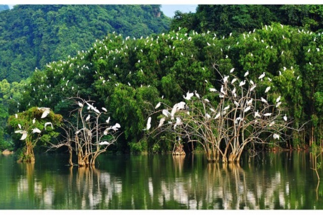 Bac Lieu Bird Sanctuary