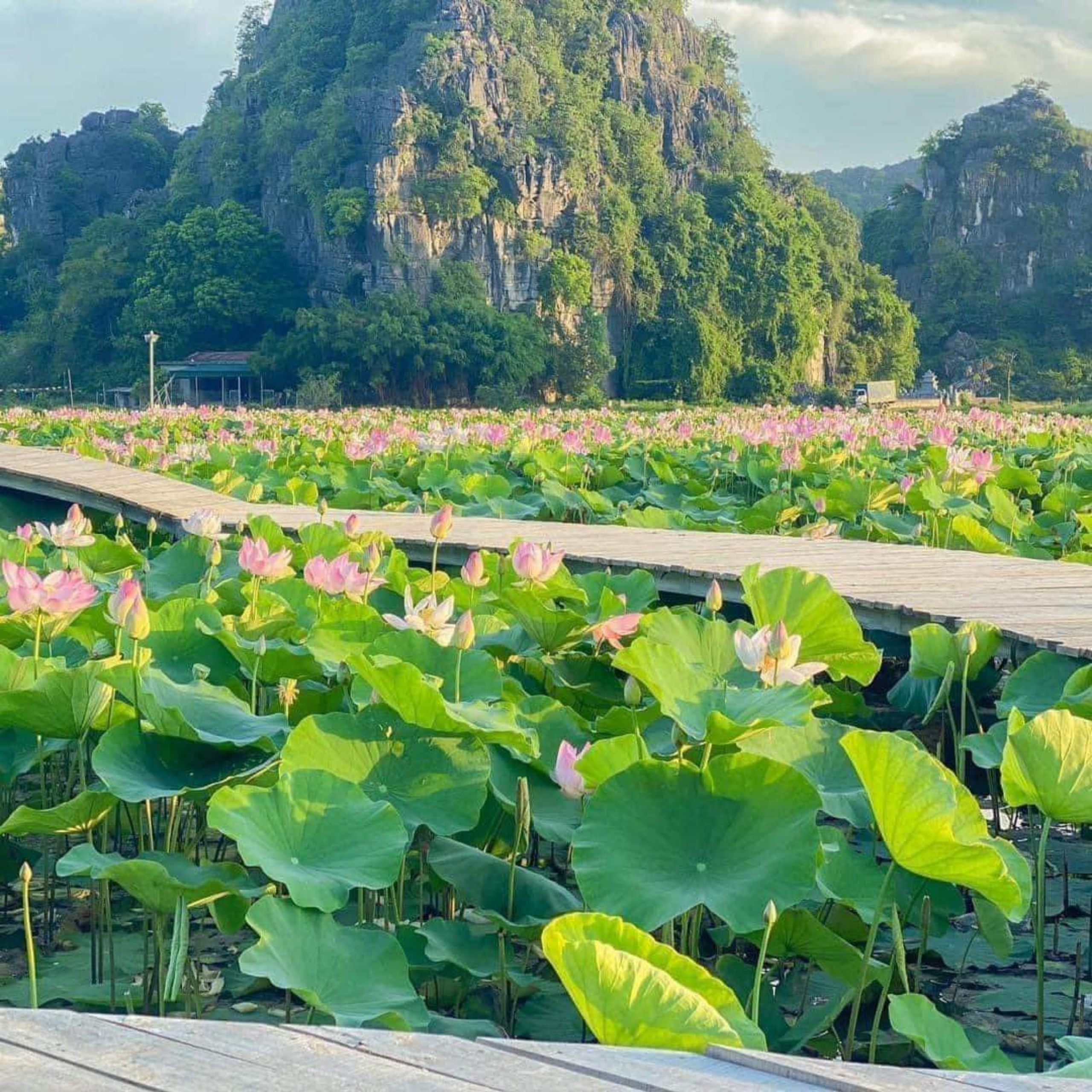 Mùa sen nở rộ tại Hang Múa Ninh Bình