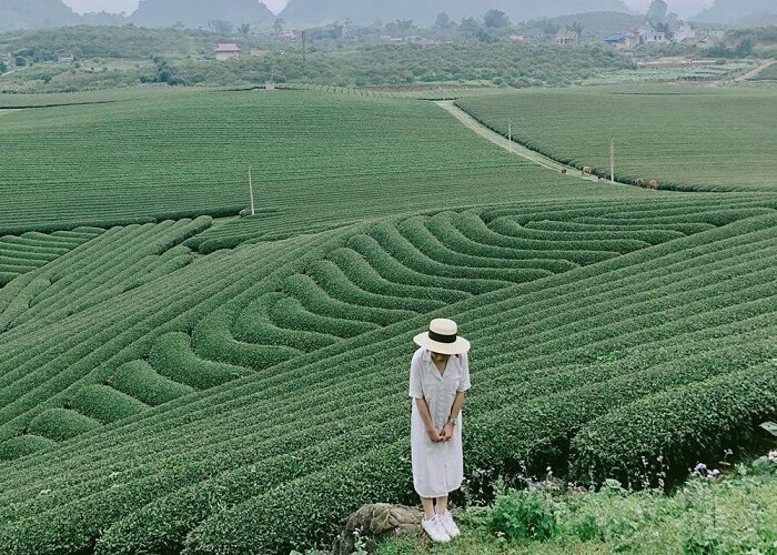 Tan Cuong tea hill