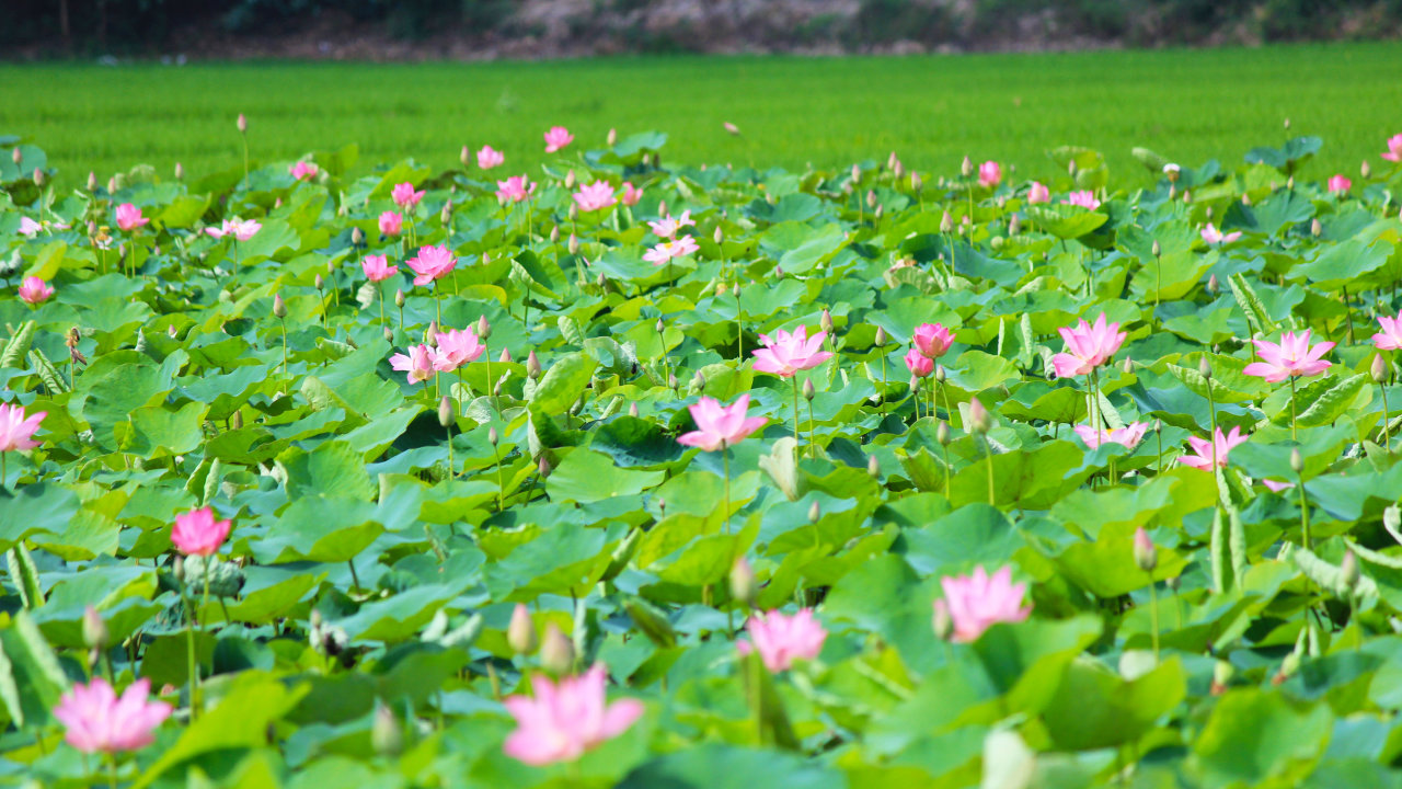 Admire the beauty of Dong Sen Thap Muoi ecological area