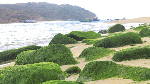 仁海苔藓海滩